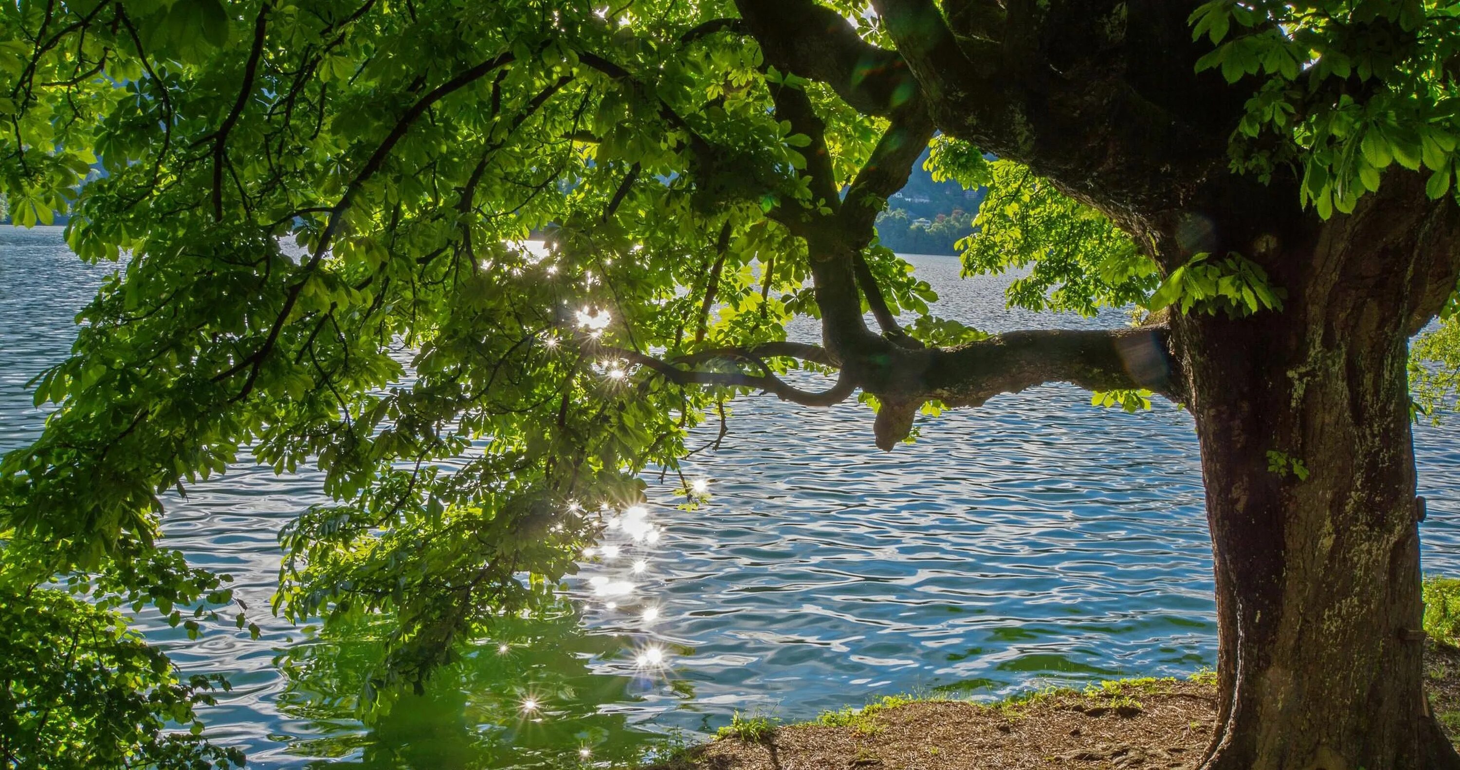 Tree in the river