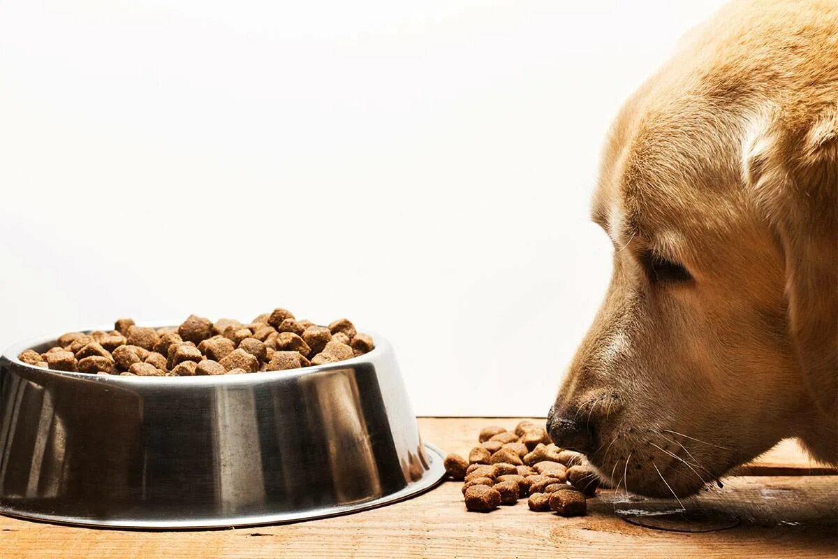 Сон съесть собаку. Корм для собак. Собака кушает. Сухой корм для собак. Собака кушает корм.