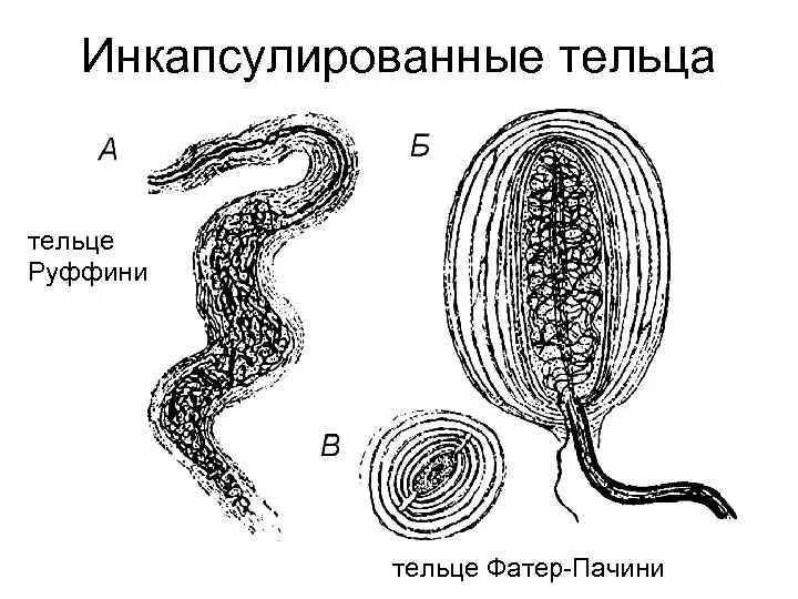 Тельце Руффини гистология. Тельца Руффини и Пачини. Тельца Руффини функция. Тельца Руффини строение. Тельца фатера