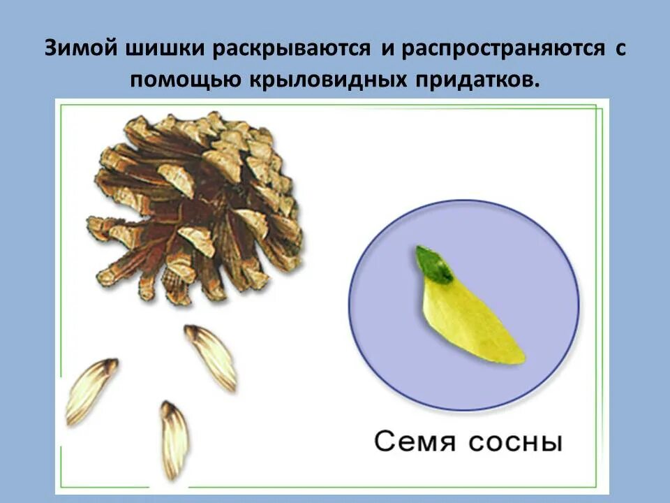 кедр сибирский шишка семена. семенные чешуйки голосеменных. строение женской шишки сосны. ель аянская шишки семенные чешуи. схема строение шишки сосны.