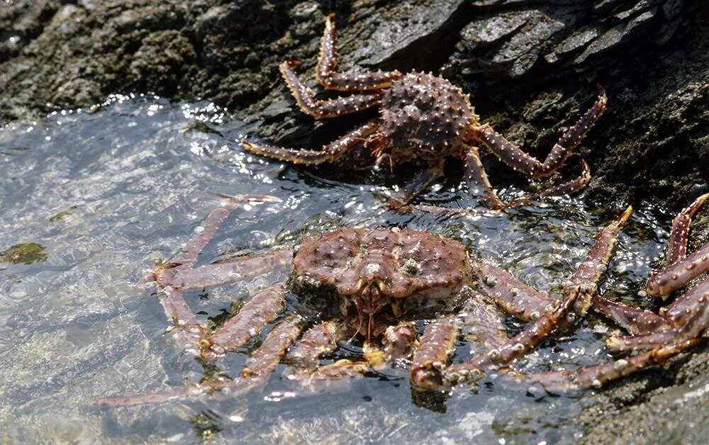 Крабы дальнего востока. Камчатский краб Охотское море. Камчатский краб гигант. Крабы Охотского моря. Дальневосточный краб.