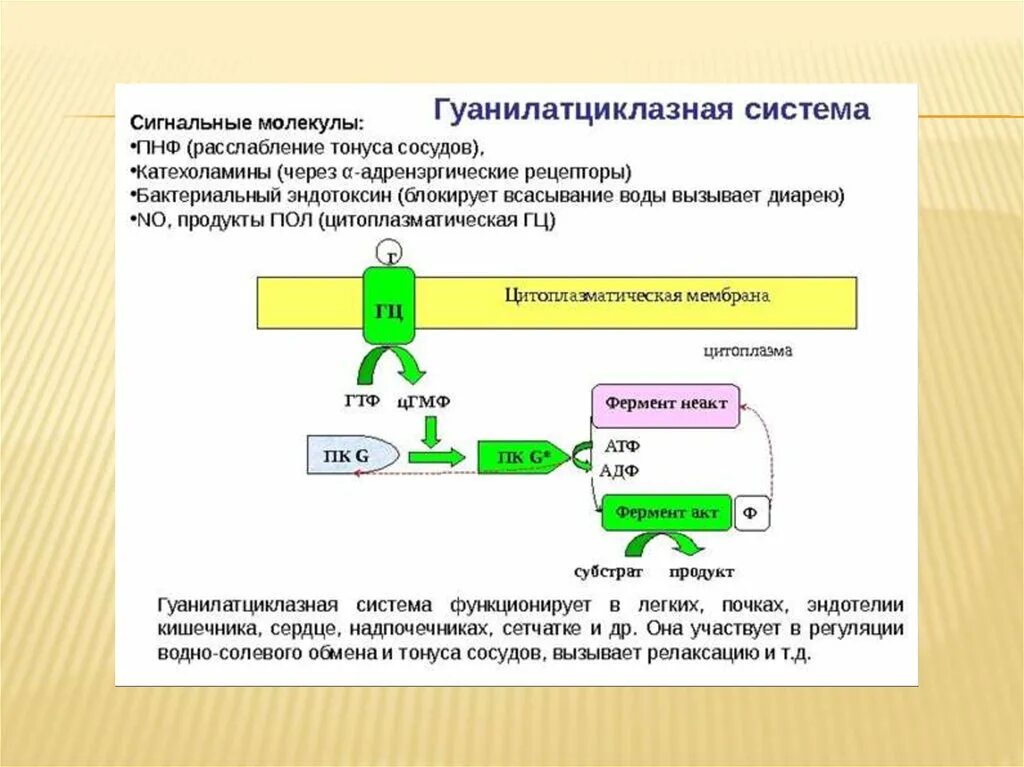 Гуанилатциклазный механизм действия гормонов схема. Схема действия гормонов через ЦГМФ. Гуанилатциклазная система сигнальные молекулы. Схемы механизм действия гормонов через ЦГМФ..