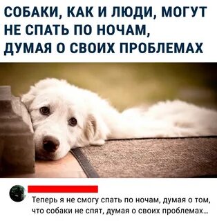 О чем думают собаки