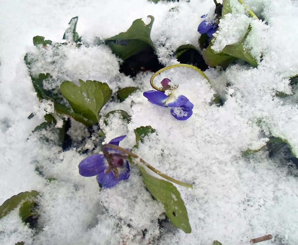 Под снегом есть воздух. Растения под снегом зимой. Фиалки в снегу. Под снегом. Фиалки под снегом.