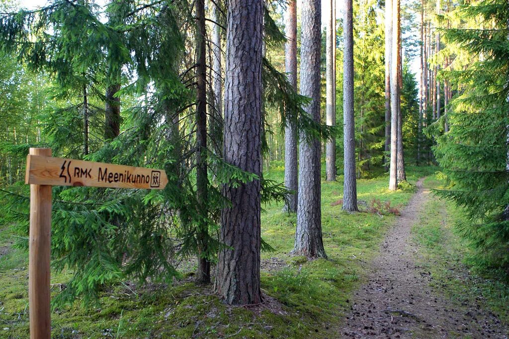 фотосессия в лесу. природа лес лесная тропинка россия. шварцвальд тропа. ты едешь по лесной тропе. прогулки по лесу.