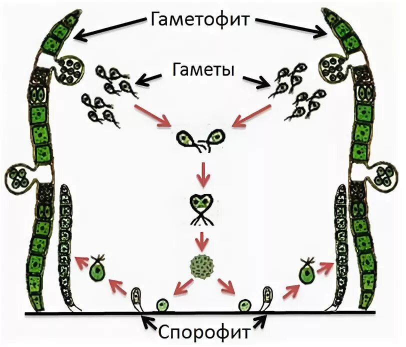 Цикл развития улотрикса схема. Улотрикс цикл размножения. Схема размножения улотрикса. Жизненный цикл развития улотрикса. Что является гаметофитом улотрикса