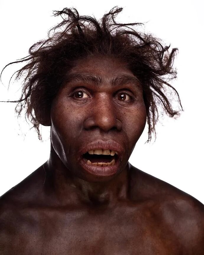 Homo ergaster. Человек работающий homo ergaster. homo ergaster мальчик из турканы.