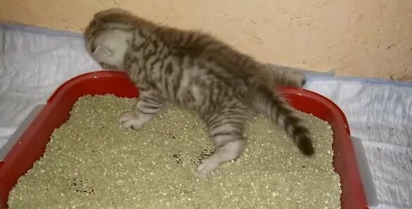Как приучить котенка к лотку в 1.5. Приучить котенка к лотку быстро. приучить котенка к лотку быстро с наполнителем. мама кошка приучает котят к лотку. как приручить котёнка к лотку в 1 месяц с наполнителем.