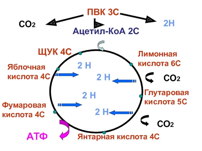 Пвк сколько атф. ПВК В ацетил КОА. Превращение пирувата в ацетил-КОА. Пировиноградная кислота в ацетил-КОА. Превращение ПВК В ацетил-КОА.