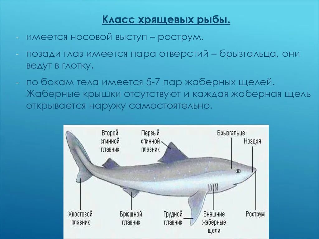 Почему хрящевые рыбы. Класс хрящевые рыбы акулы. Жаберные крышки у хрящевых рыб. Внешнее строение хрящевых рыб. Хрящевые рыбы строение.