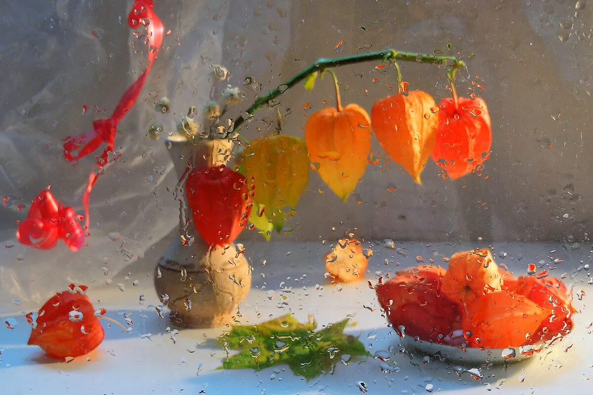 физалис натюрморт. физалис картины живопись. ваза с физалисом. натюрморт с физалисом. букет с физалисом.