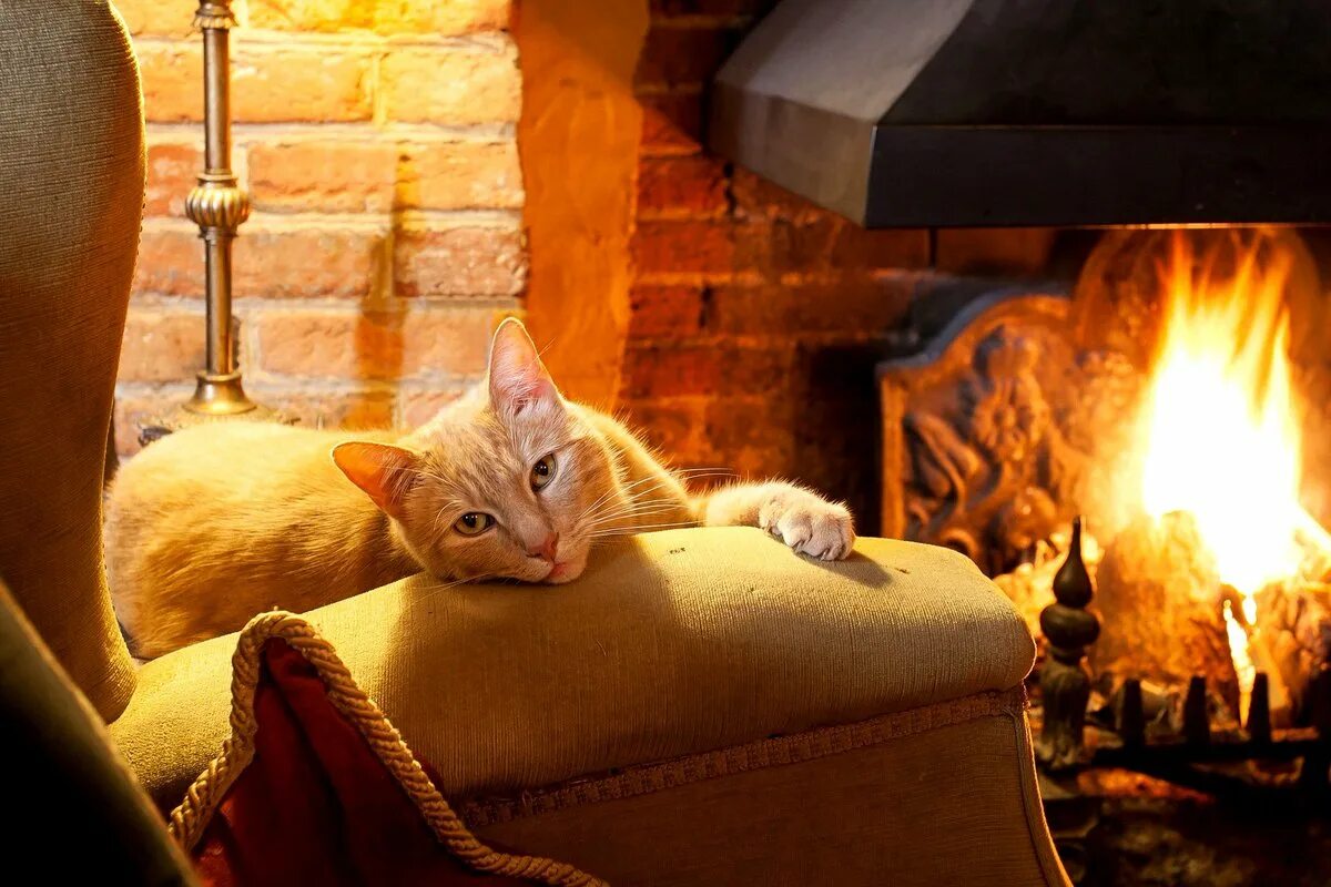 Уютного вечера. Котик у камина. Домашний уют. Теплый уютный камин и кот.
