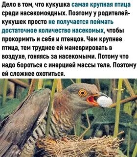Почему кукушка просит