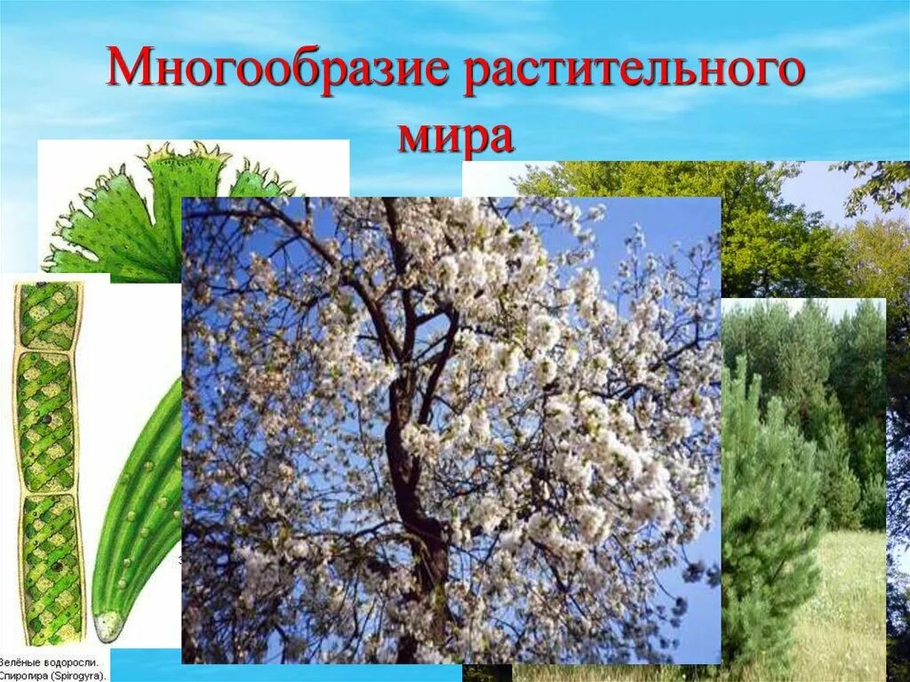 Разнообразие растительности. Разнообразие растительного мира. разнообразие растительного мира земли. растительный мир многообразие. разнообразие растительного мира презентация.