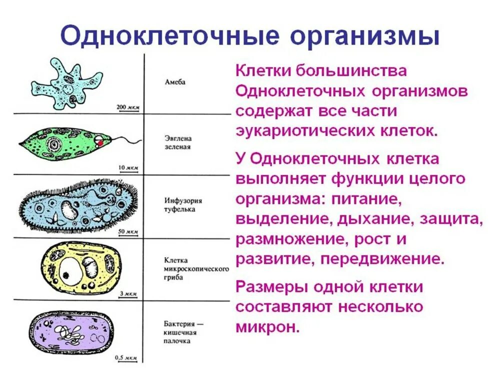 Протисты строение клетки. Строение одноклеточных бактерий. Эукариотические одноклеточные микроорганизмы. Строение клетки простейших. Сделайте вывод о разнообразии форм тела бактерий