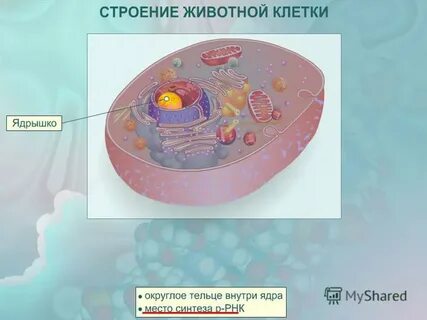 Открытие животной клетки