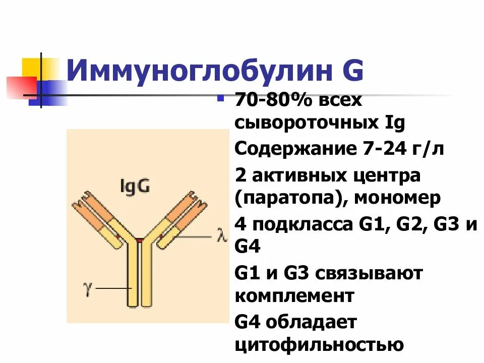 Лучший иммуноглобулин. Иммуноглобулин g1 g2 g3 g4. Иммуноглобулин g3. Иммуноглобулина (Immunoglobulin, ig) g4/Каппа. Подклассы иммуноглобулинов м.