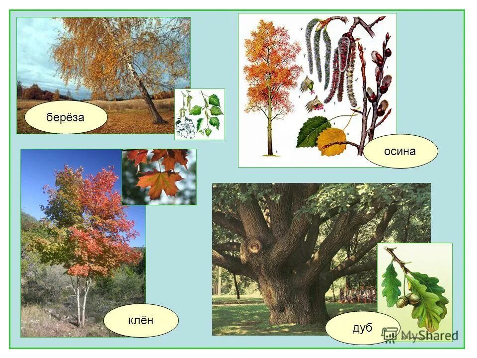 Деревья дуб береза клен. Дуб береза клен. Береза осина клен. Береза дуб осина.