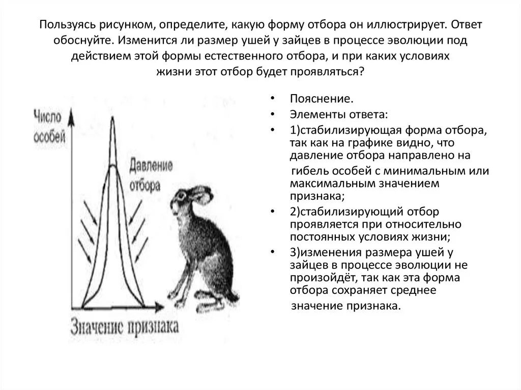 Какую форму отбора иллюстрирует данный рисунок. Стабилизирующий отбор заяц уши. Пользуясь рисунком определите какую форму отбора он иллюстрирует. Пользуясь рисунком определите какую форму естественного отбора. Стабилизирующий отбор примеры зайцы.