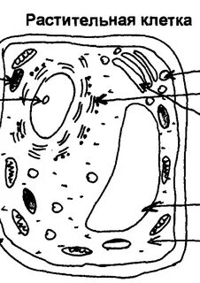 Рисунок клетки растения - fashionista-love.com