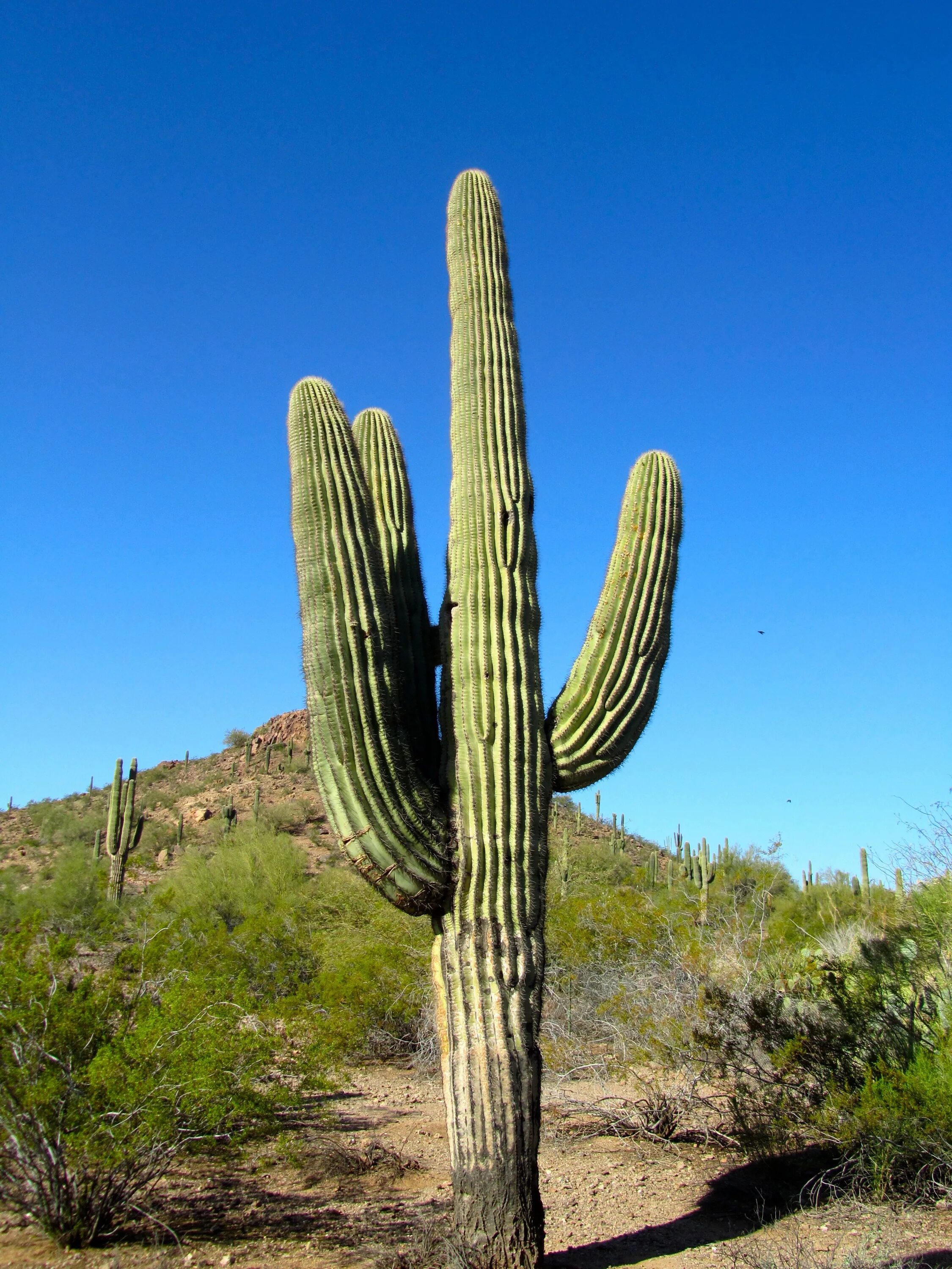 Mexican cactus. Карнегия древовидная. Аризона кактусы. Цереус Кактус в Аризоне. Кактус цереус гигантский.