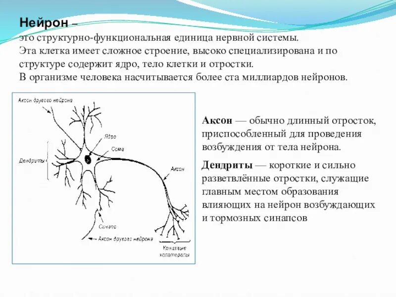 Короткие сильно ветвящиеся отростки. Нейрон структурная единица нервной системы. Структурно-функциональная единица нервной системы. Структура функциональная единица нервной системы. Нейрон структурно функциональная единица.