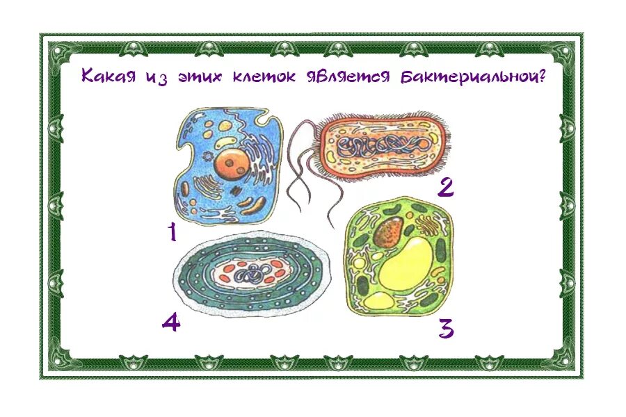 Ребус бактерии. Задания по бактериям. Задания по теме бактерии. Ребусы на тему вирусы и бактерии. Бактерии урок 7 класс