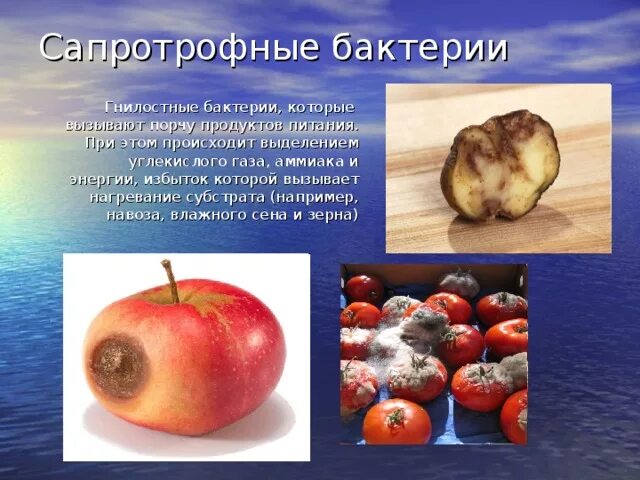 Грибы вызывающие порчу продуктов питания. Гнилостные бактерии. Бактерии гниения кишечника. Гнилостные бактерии сапрофиты или паразиты. Бактерии сапротрофы примеры.