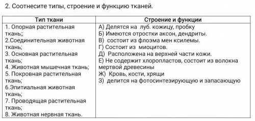 Соотнесите виды. Соотнесите функции тканей. Соотнесите типы ткани и их функции. Виды нервных окончаний, их строение и функции. Соотнести ткань и функции.