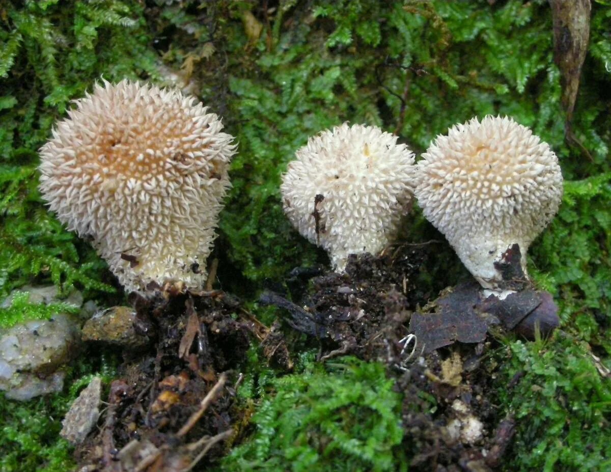 Lycoperdon echinatum. Lycoperdon echinatum. Гриб с колючим именем. Lycoperdon echinatum. Дождевик ежевидно-колючий.