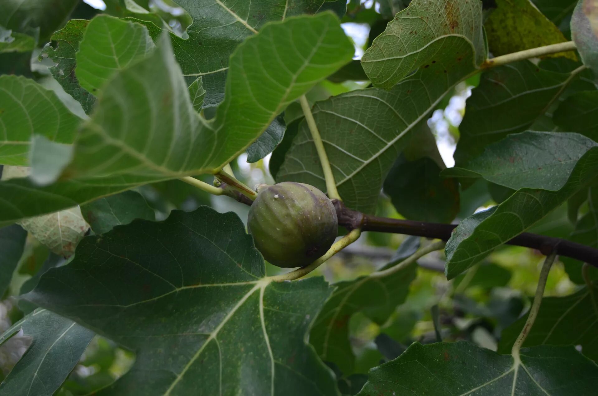 инжир сканворд. листья инжира. инжир таврический. инжир сканворд. королевский инжир фиолетовый.