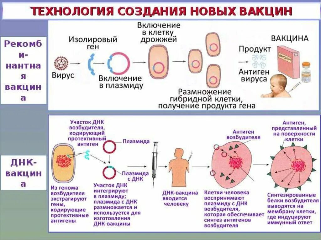 Иммунная прививка. Схема действия вакцины. Получение живых вакцин схема. Вакцины классификация вакцин. Способы получения вакцин иммунология.