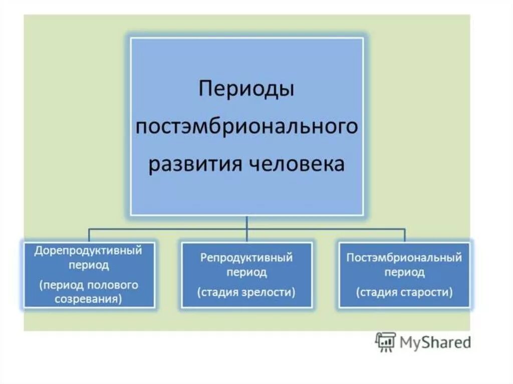 Стадии онтогенетического развития. Пост репродуктивнфй период онтогенеза. Репродуктивный период женщины. Этапы репродуктивного периода. Репродуктивный период продолжительностью.