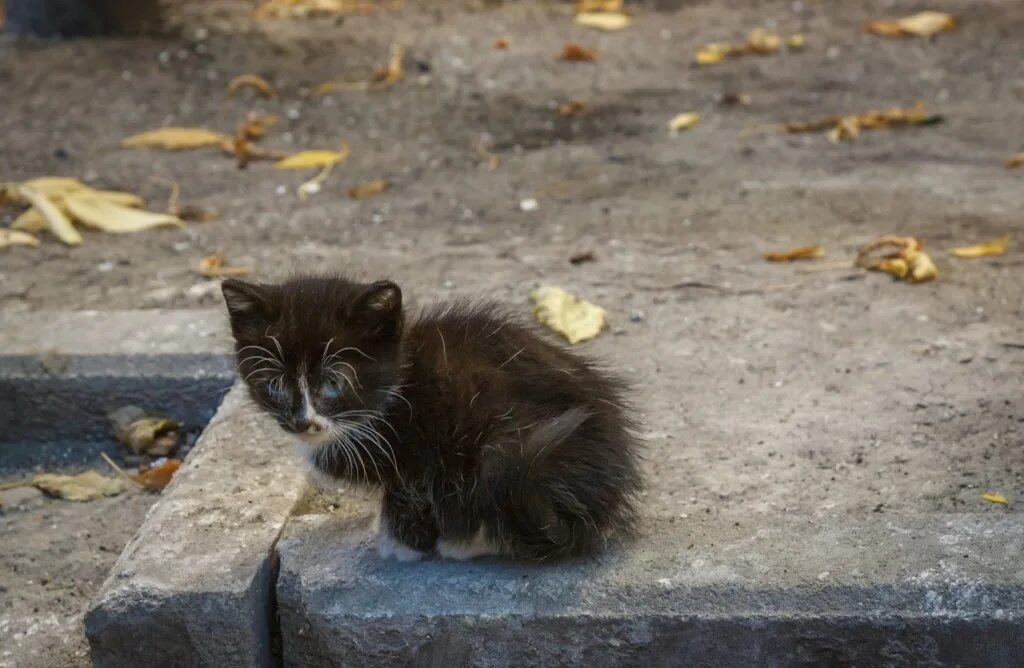 Подобрала кошку улицы. Уличные котята. Бездомный кот. Брошенный котенок. Котенок на улице.