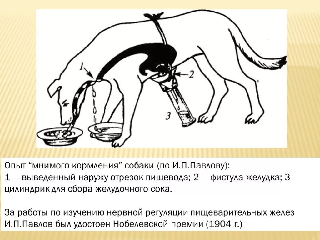 Симптом павлова. Опыты Павлова по изучению пищеварения фистула желудка. Опыт Павлова с фистулой. Опыт и.п Павлова по физиологии пищеварения. Опыты Павлова по пищеварению кратко.