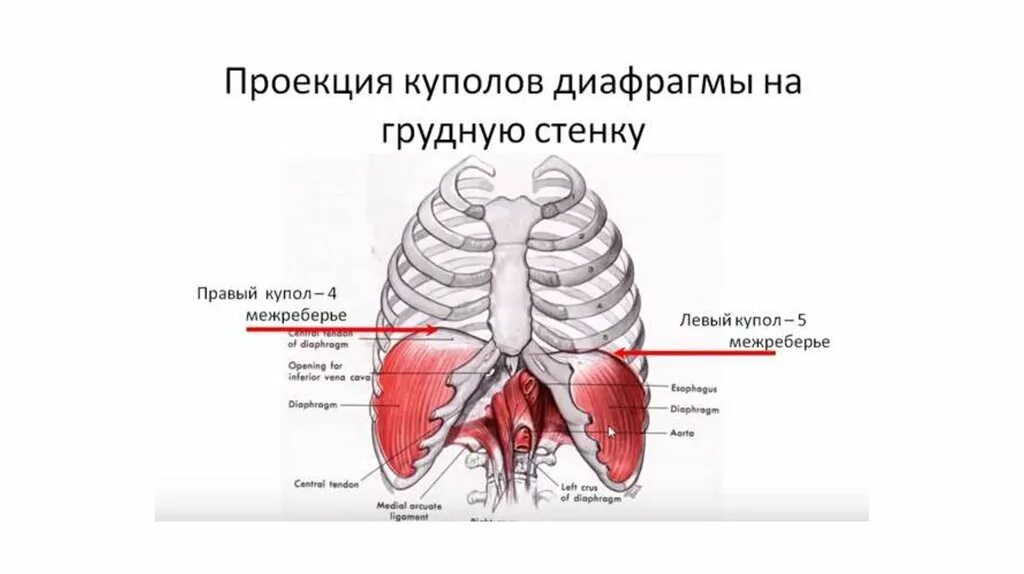 На каком уровне диафрагма. Диафрагма вид снизу анатомия. строение диафрагмы вид снизу. строение диафрагмы топографическая анатомия. топография диафрагмы вид снизу.