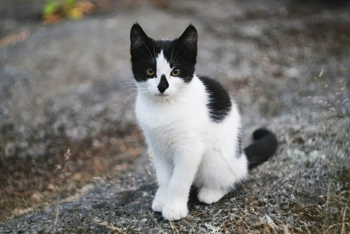 Сибирская биколор короткошерстная кошка. Сибирская короткошерстная кошка черно белая. Такседо кот порода. Черно белая кошка. Серая кошка с черными пятнами