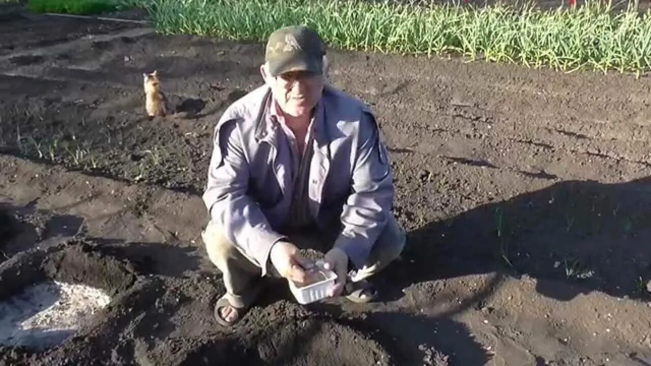 Посадка дыни в открытый грунт семенами весной. Сажаем дыню в открытый грунт семенами весной. как сажать дыню в грунт семенами. как посадить дыню семена в грунт семенами.