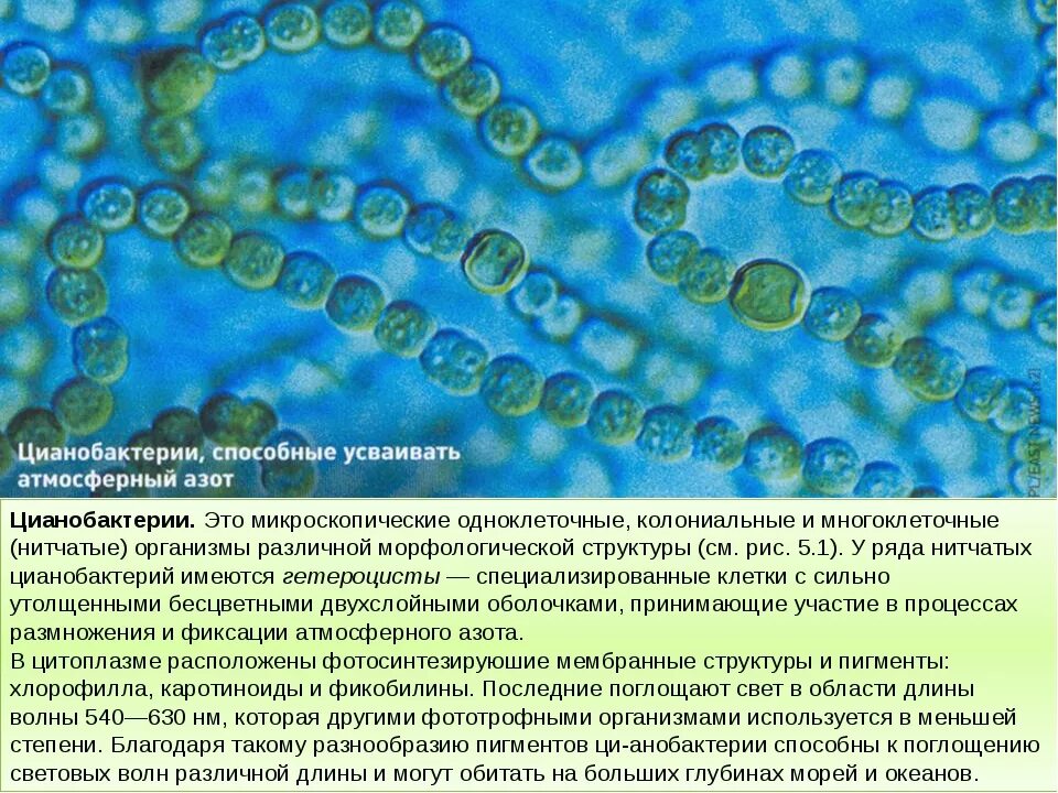 Цианобактерии сине-зеленые водоросли. Синезеленые цианобактерии. Фотосинтезирующие цианобактерии. Цианобактерии это в биологии 5 класс.