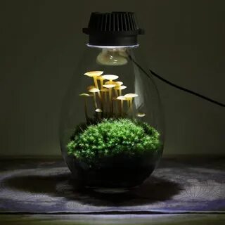 Замкнутая экосистема