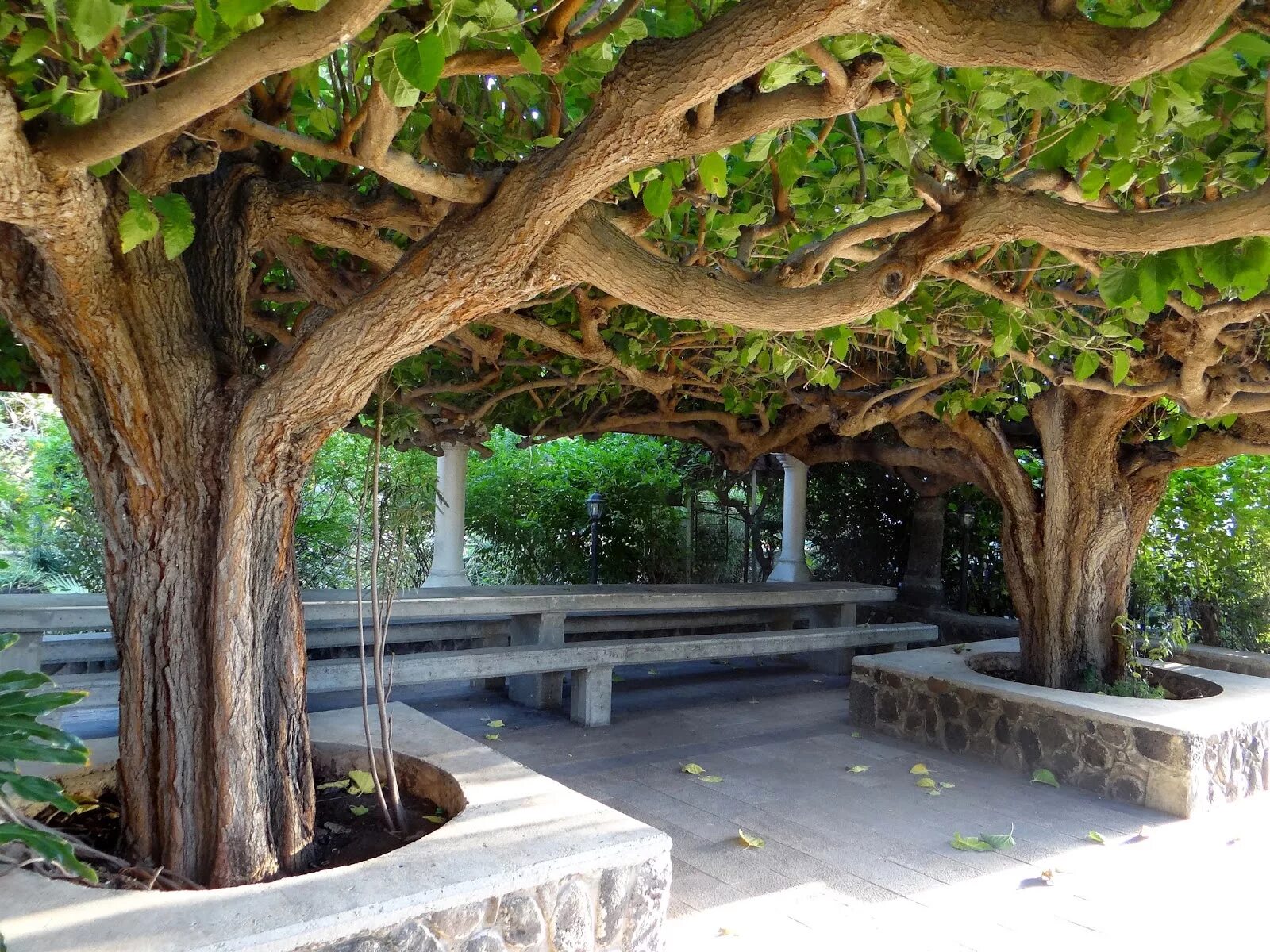 Дерево сикомора египет. Ficus sycomorus фикус сикомора. Смоковница закхея. Фиговое дерево сикомор. Смоковница дерево библейское.