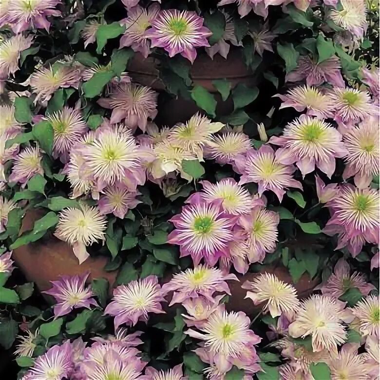 Crystal Fountain Clematis Large–Flowered Type Spring Hill Clematis plants, Clema