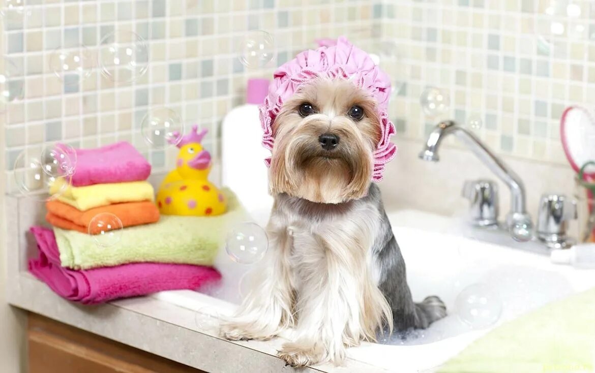 Сколько раз мыть собаку. Йоркширский терьер купается. Йоркширский терьер in the Bath. Мытье собаки. Собака в ванной.