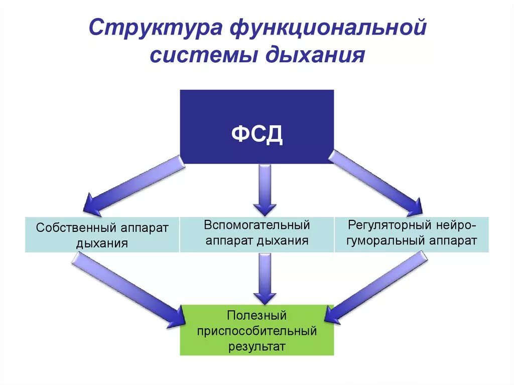 Структурный функционал. Функциональная система дыхания. функциональная структура системы. функциональная система дыхания физиология. схема функциональной системы дыхания.