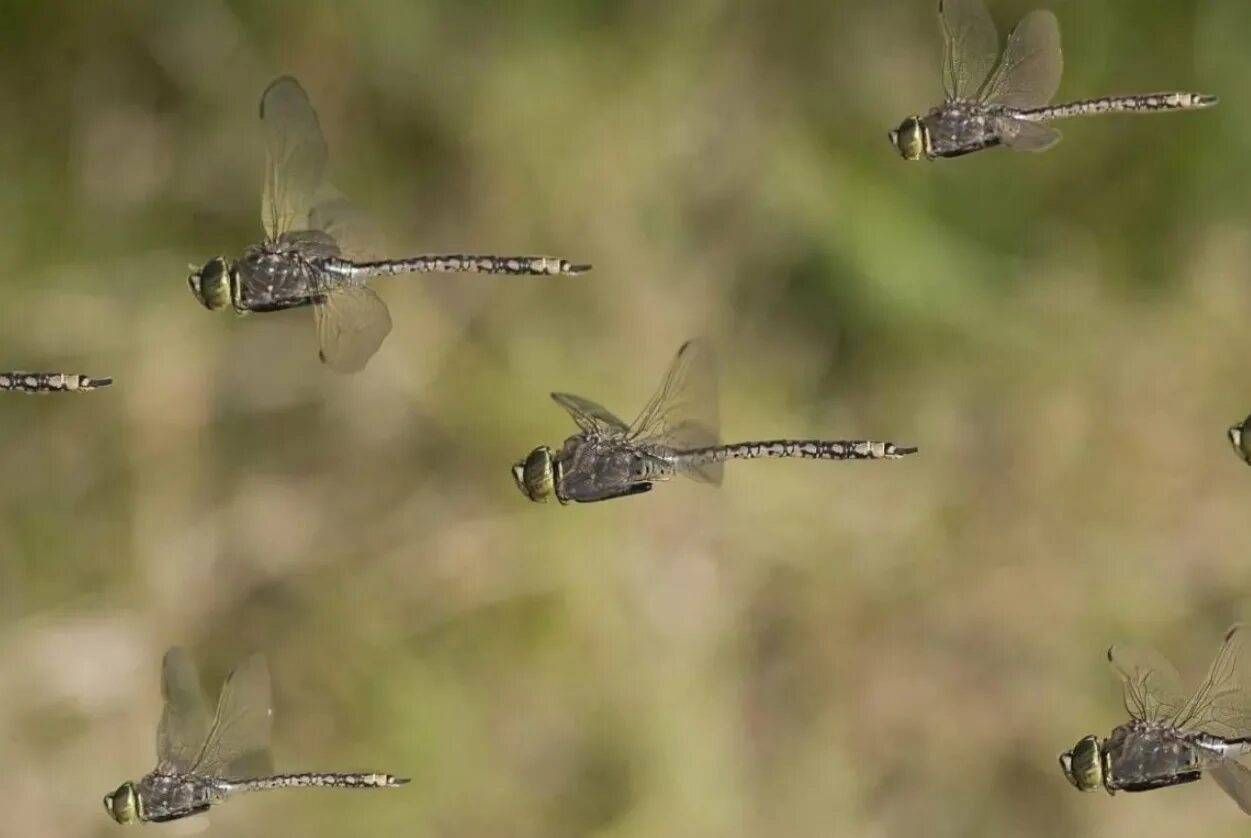 Стрекоза. Стая стрекоз. Стрекозы несколько видов. Насекомое летит. Стая стрекоз.