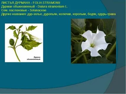 Листья пасленовых