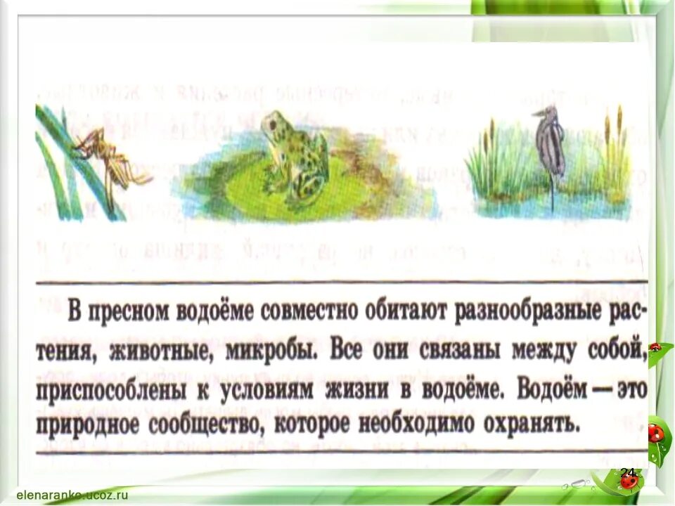 Жизнь в пресных Водах 4 класс окружающий мир. Плешаков жизнь пресных вод. Жизнь в пресной воде. Жизнь в пресных Водах 4 класс окружающий мир рабочая. Окружающий мир жизнь пресных водах