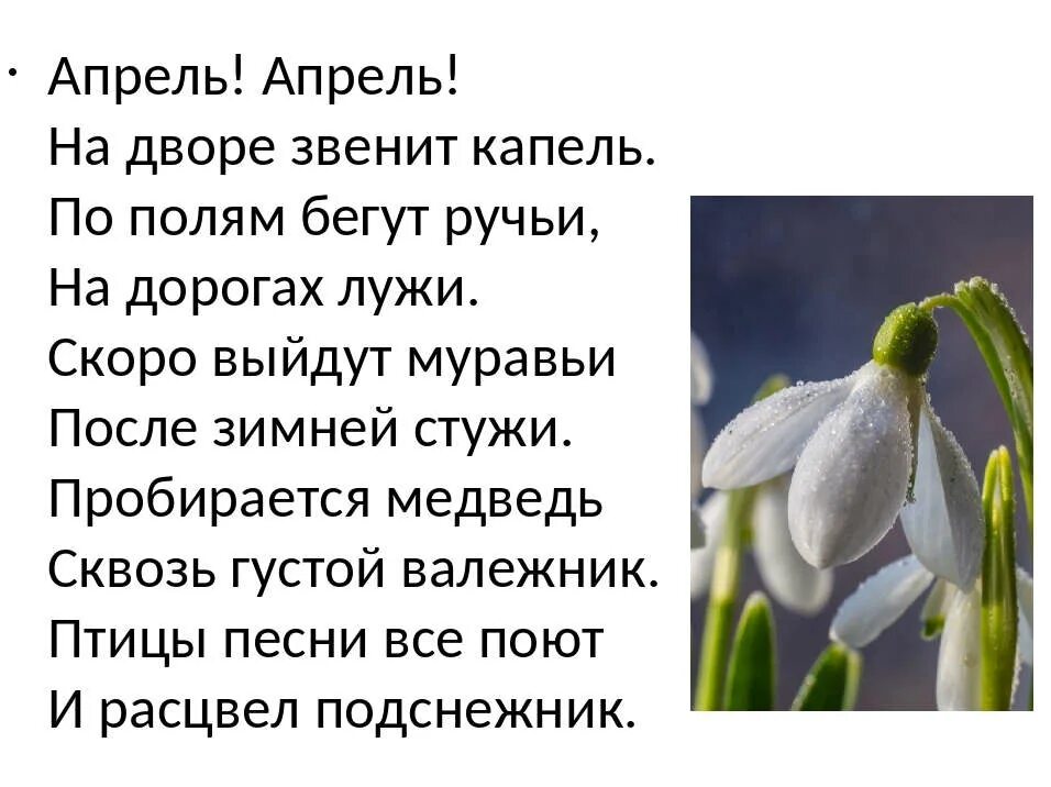 Стихи про подснежники Маршак апрель. Стихи про апрель. И расцвел Подснежник стих. Стих о весне апрель апрель. Стихотворение апрель 1 класс