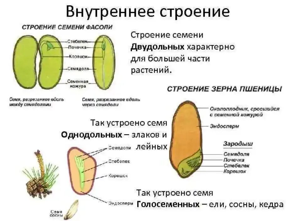 Отличия семени и споры у растений