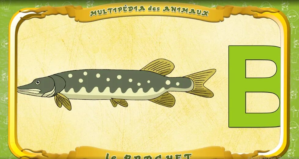 щука раскраска для детей. буква щ картинки для детей. раскраска щ щука. щука раскраска для детей. буква щ щука.